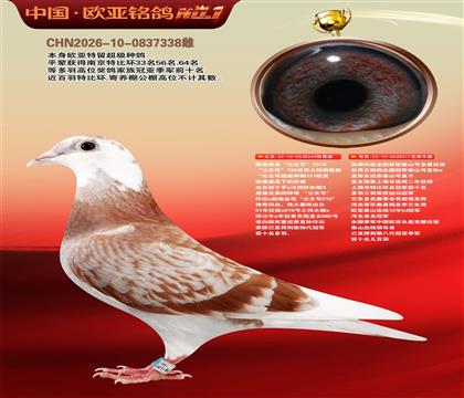 詹森131直子349X泰山号311黄金配对