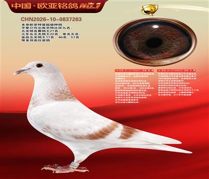 西佛依托全国冠军泰山号多重近亲317X573