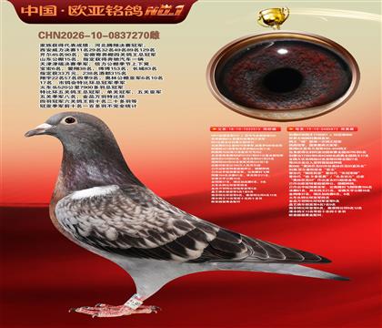 NPO全国冠亚军515X利奥KBDB鸽王17直女872