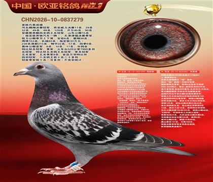 世界大铭鸽鸽王“杨”直孙999X利奥全国鸽王281