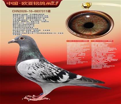 NPO全国冠亚军515X利奥KBDB鸽王17直女872