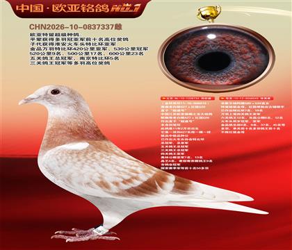詹森427X520直子919超速号X米歇尔杨阿腾040