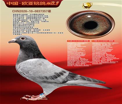 世界大铭鸽鸽王“杨”直孙999X利奥全国鸽王281