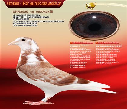 西佛依托全国冠军泰山号多重近亲419X076