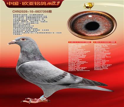 世界大铭鸽鸽王“杨”直孙999X利奥全国鸽王281