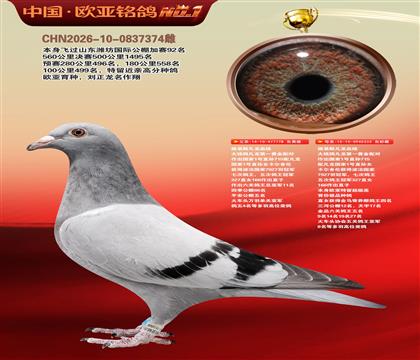 路易斯凡龙778X凡龙333近亲