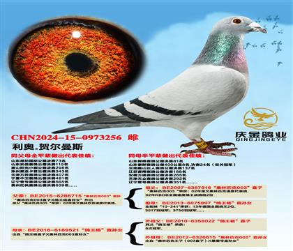 利奥.赫尔曼斯“奥林匹克003”直孙x“鸽王杨”直孙女