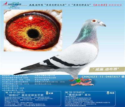 威廉.迪布恩“墨菲定律全兄弟”ד墨菲定律直女”