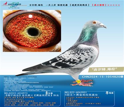 吉尔特.海伦 一关上岸 秘密武器 (速度实战鸽系)
