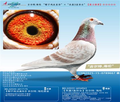 吉尔特.海伦 “帽子戏法直孙”ד5冠王直女”