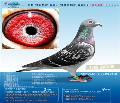 利奥“梦幻配对” 近亲X“ “奥林匹克03”近亲孙女