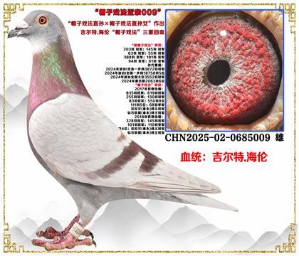 吉尔特.海伦 “帽子戏法”(直孙×直孙女)三重回血