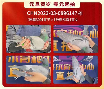 开尔:神鹰300直子×神奇杰森直女