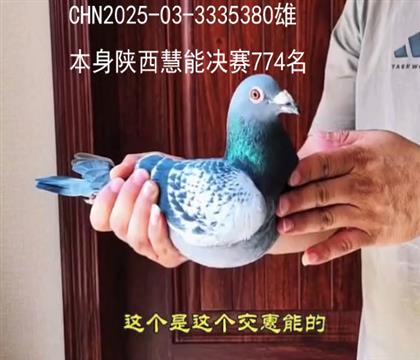 芭提雅53配灰色罗西塔作出子代,慧能决赛774名,雄鸽380