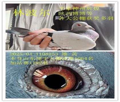 山东翔宇大棚加站赛归林波尔黄金配对