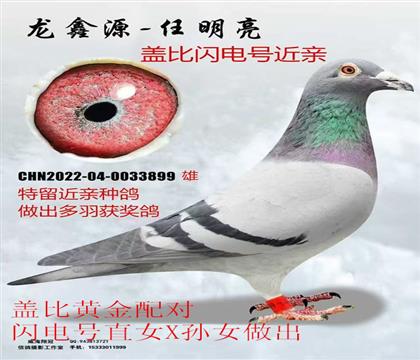 龙鑫源做出盖比闪电号直孙X白腹号近亲