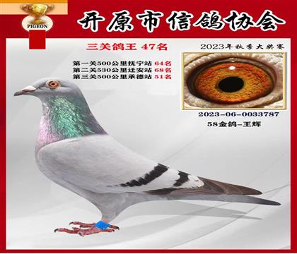 母亲:鸽王47名 胖妈妈直女