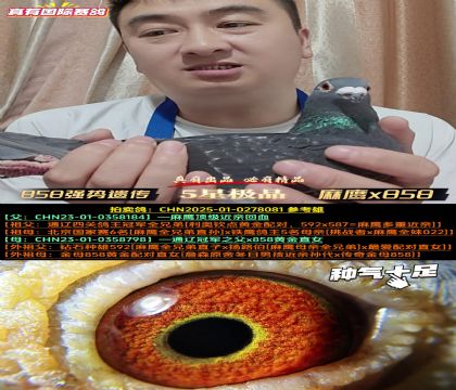 《858强势遗传》麻鹰x858(所向无敌回血)