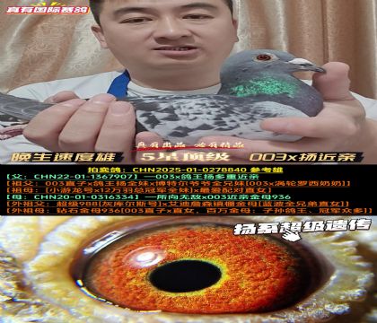 《晚生速度雄》003x鸽王扬
