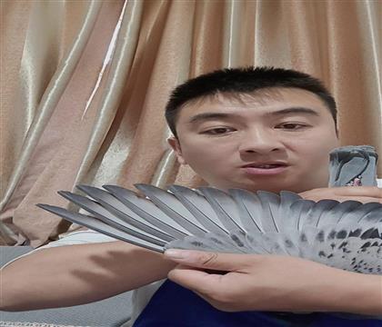 翅膀