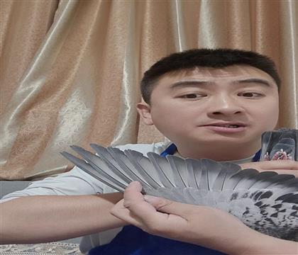 翅膀