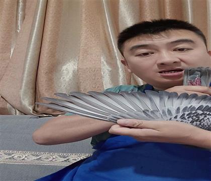 翅膀