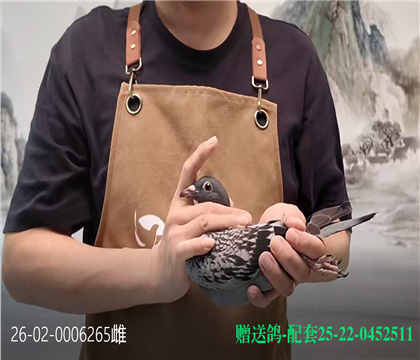 赠送鸽