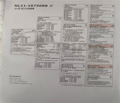 父亲血统书