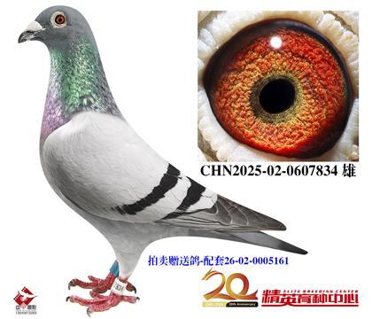 拍卖赠送鸽