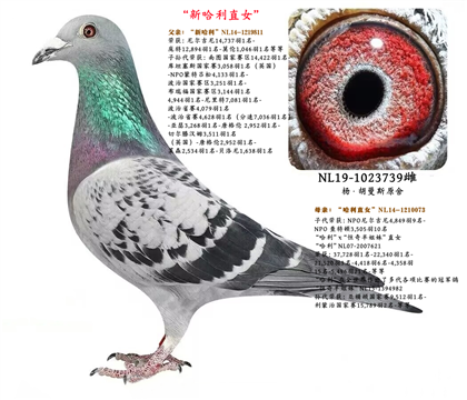 母亲