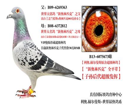 新奥林匹克全妹