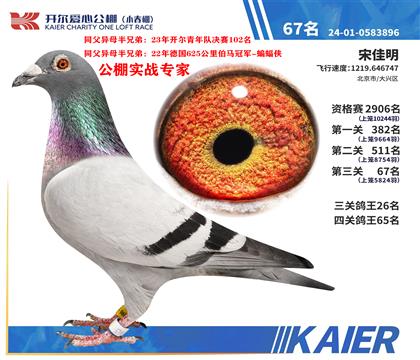 开尔鸽王26名