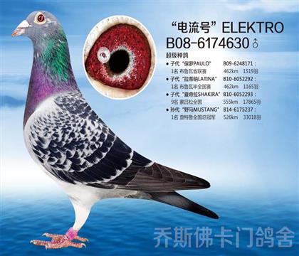 特优号代表直子