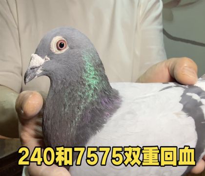 300公里519名