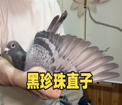 五关鸽王165名平辈