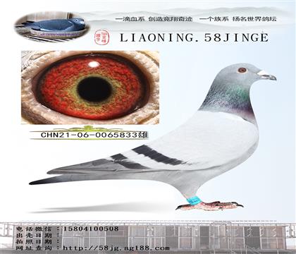 父亲:飞戈
