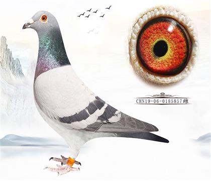 母亲:飞戈