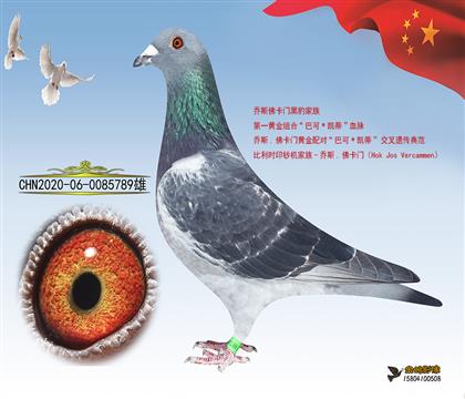 父亲:黑豹金红眼家族