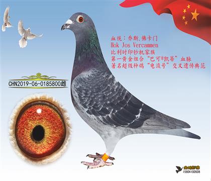 母亲:黑豹金红眼家族