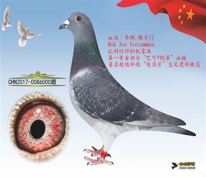 母亲:黑豹金红眼家族