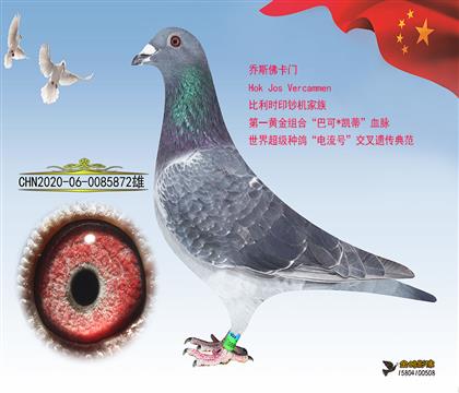 父亲:黑豹金红眼家族