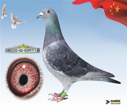 母亲:黑豹金红眼家族