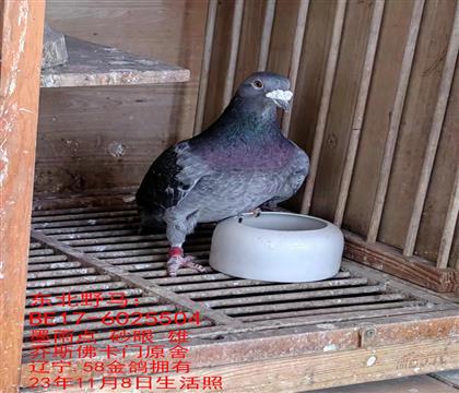 父亲:电流号