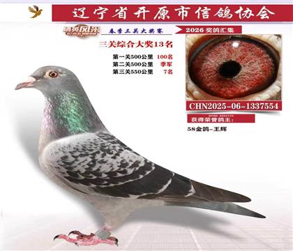 半姐妹 鸽王13位