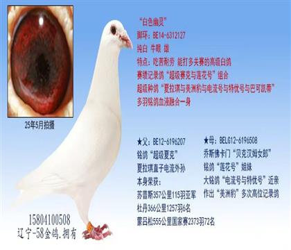 父亲:电流号 近亲白色幽灵