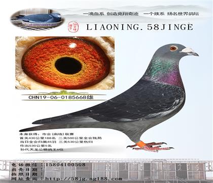 母亲:黑豹金红眼家族