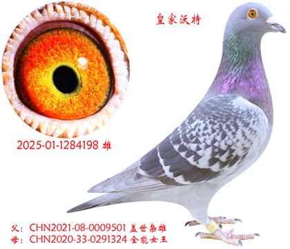 父照片