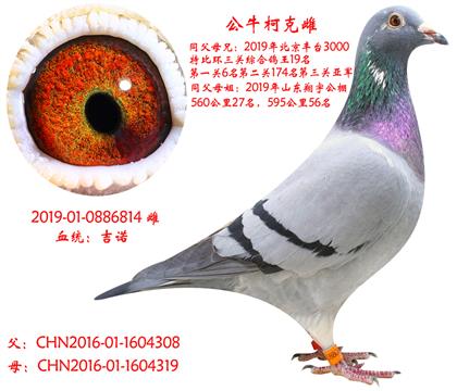 母亲照片