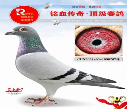 登瀛鸽舍、帽子戏法直孙