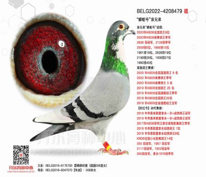 4父亲BELG2022-4208479